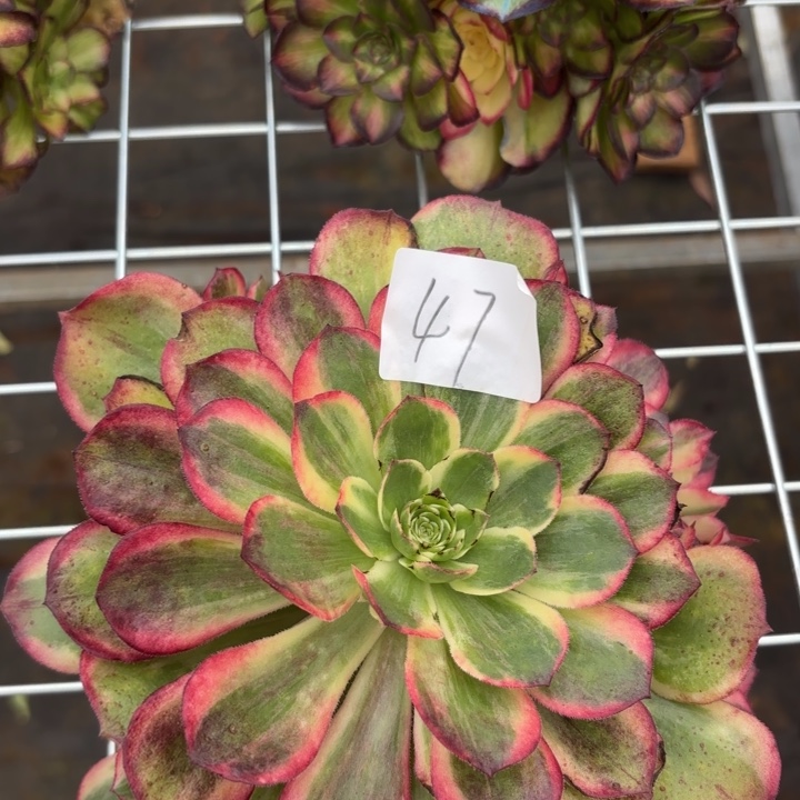 无花朵047特价黑魔锦无根无售后