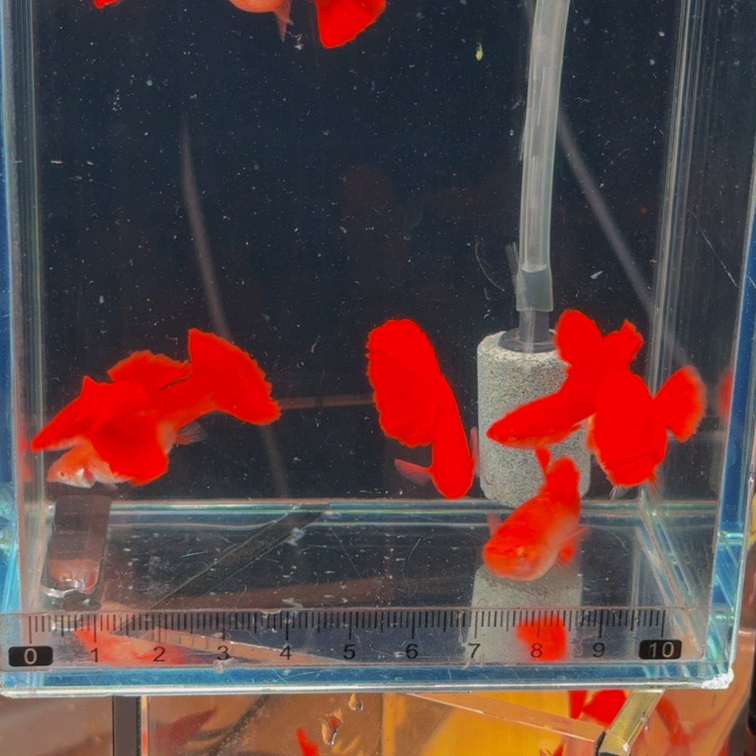 孔雀鱼高帆大背血红1对
