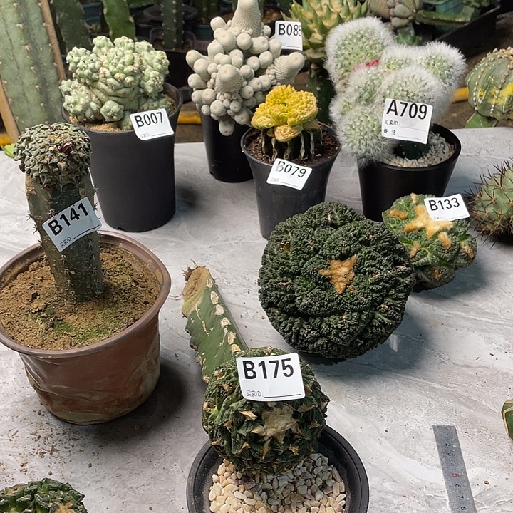 完全开放175龟甲一个