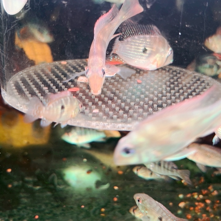 慈鲷祥*赤荔+血衣6厘米