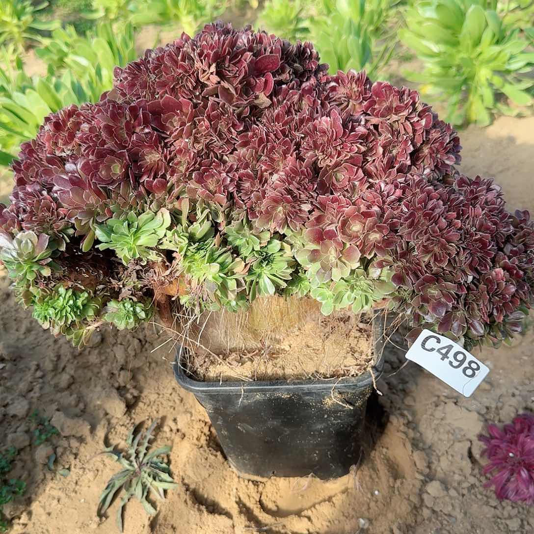 498火玫瑰一颗呀呀