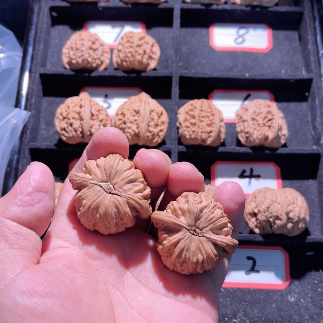 力**?秦皇岛山地果全品闷白