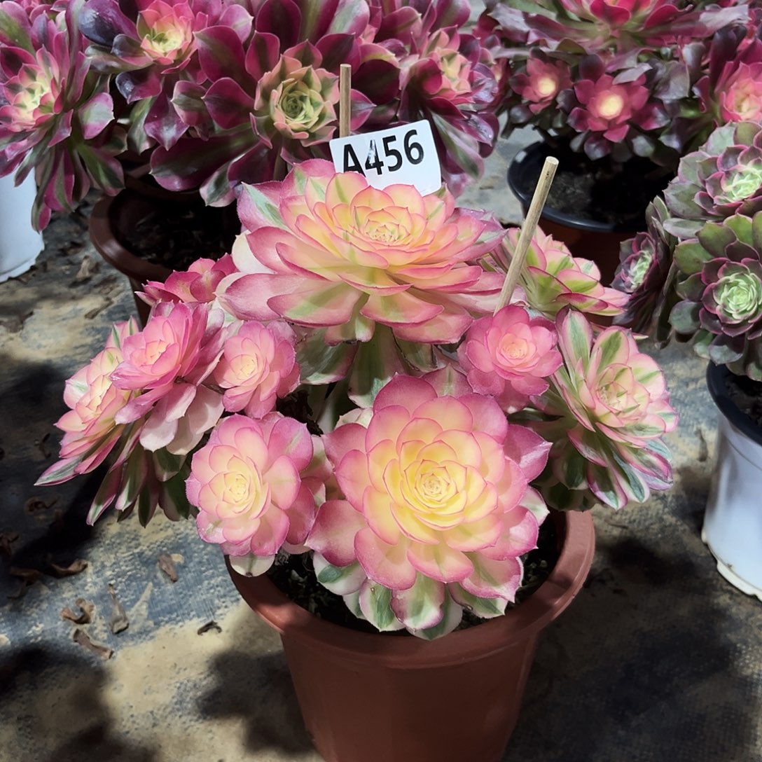 多肉植物倾城456多肉