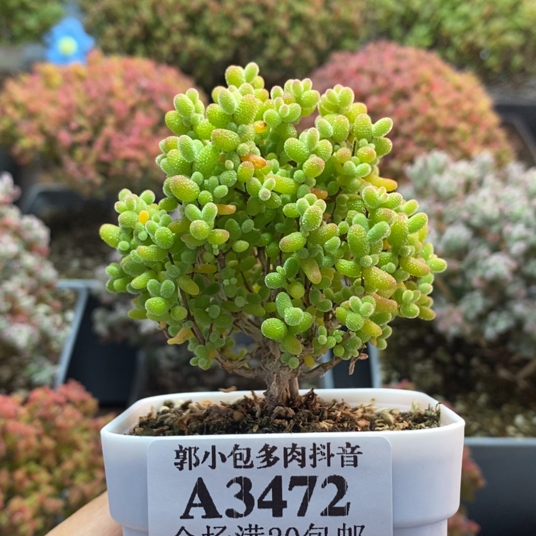 ****困金橘糖球3472枝干番杏