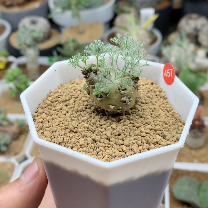 白皮月界带盆2.2cm