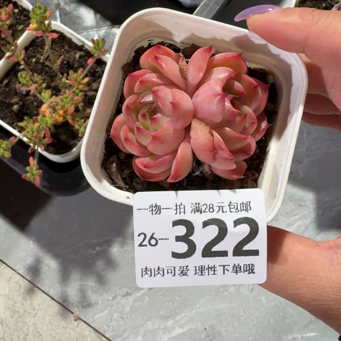 不知名无盆土发货无