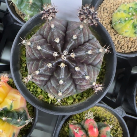 112-0222暗夜皇冠脱土发多肉