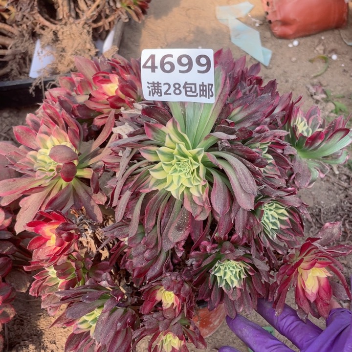 4699二号棚天和多肉B