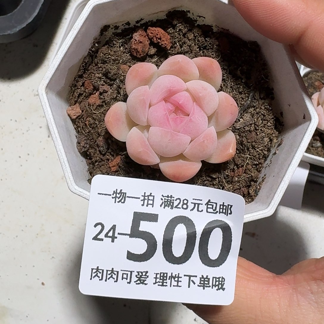 白桃汽水无盆土发货