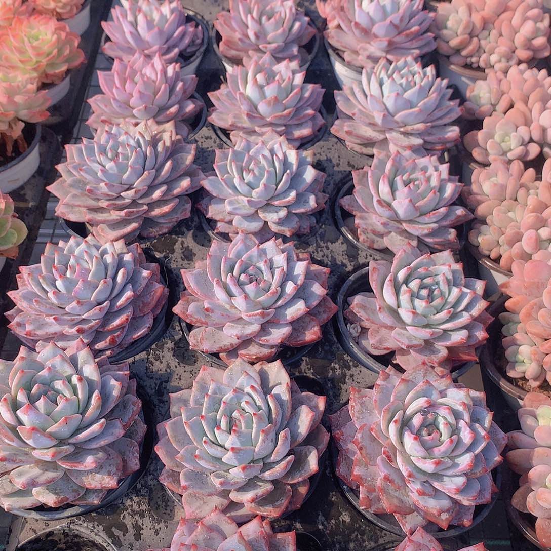 粉蓝鸟单头2356889900000