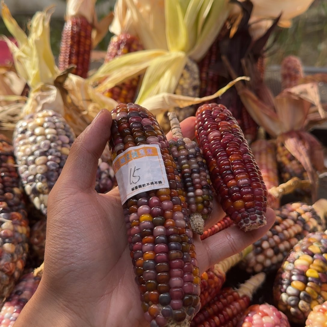 小***肆柏香籽/百香籽吊坠