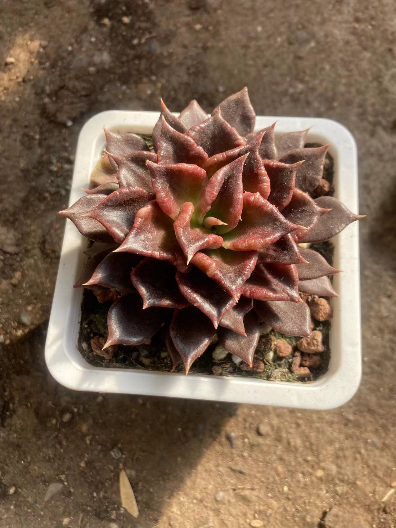 黑饺子皮  十方盆满12.9包邮