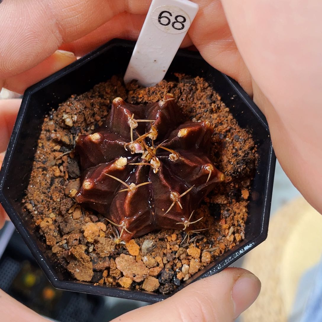 非偏远地区满25包邮仙人球