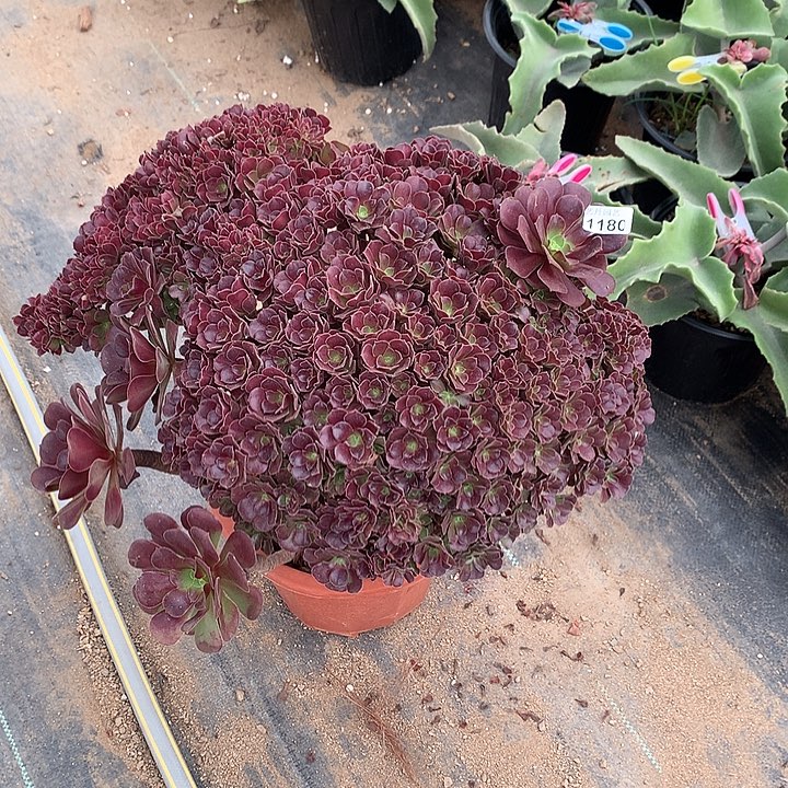 1180梅花朵朵一颗