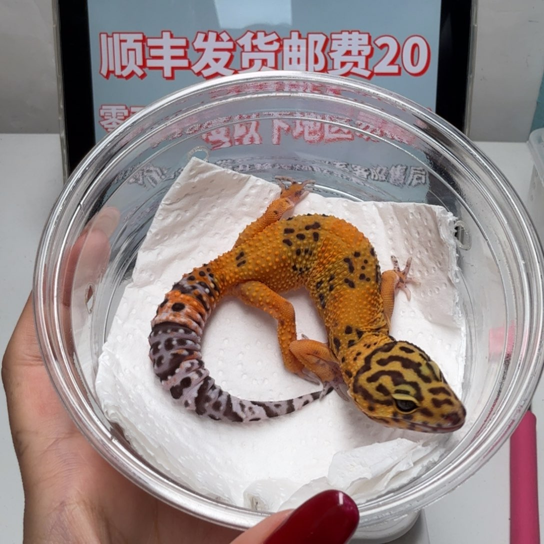 豹纹守宫血翡翠妹妹