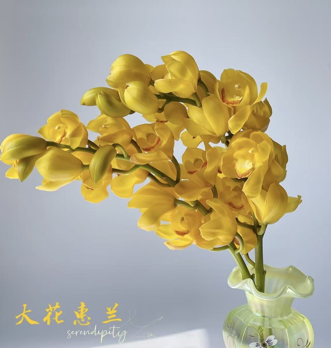 大花蕙兰—杨贵妃