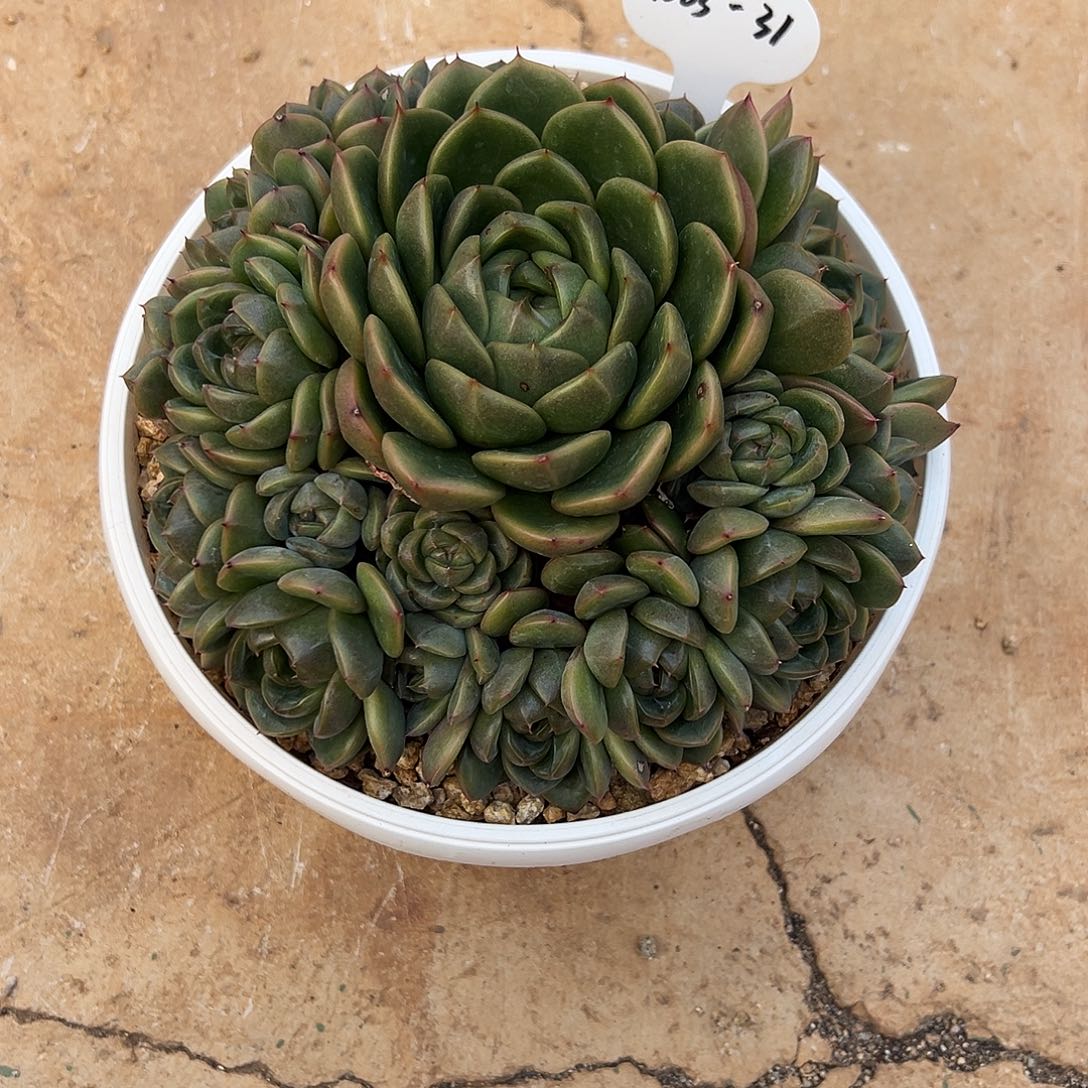 哒***哒1203-31皮埃拉珍妮手捧。