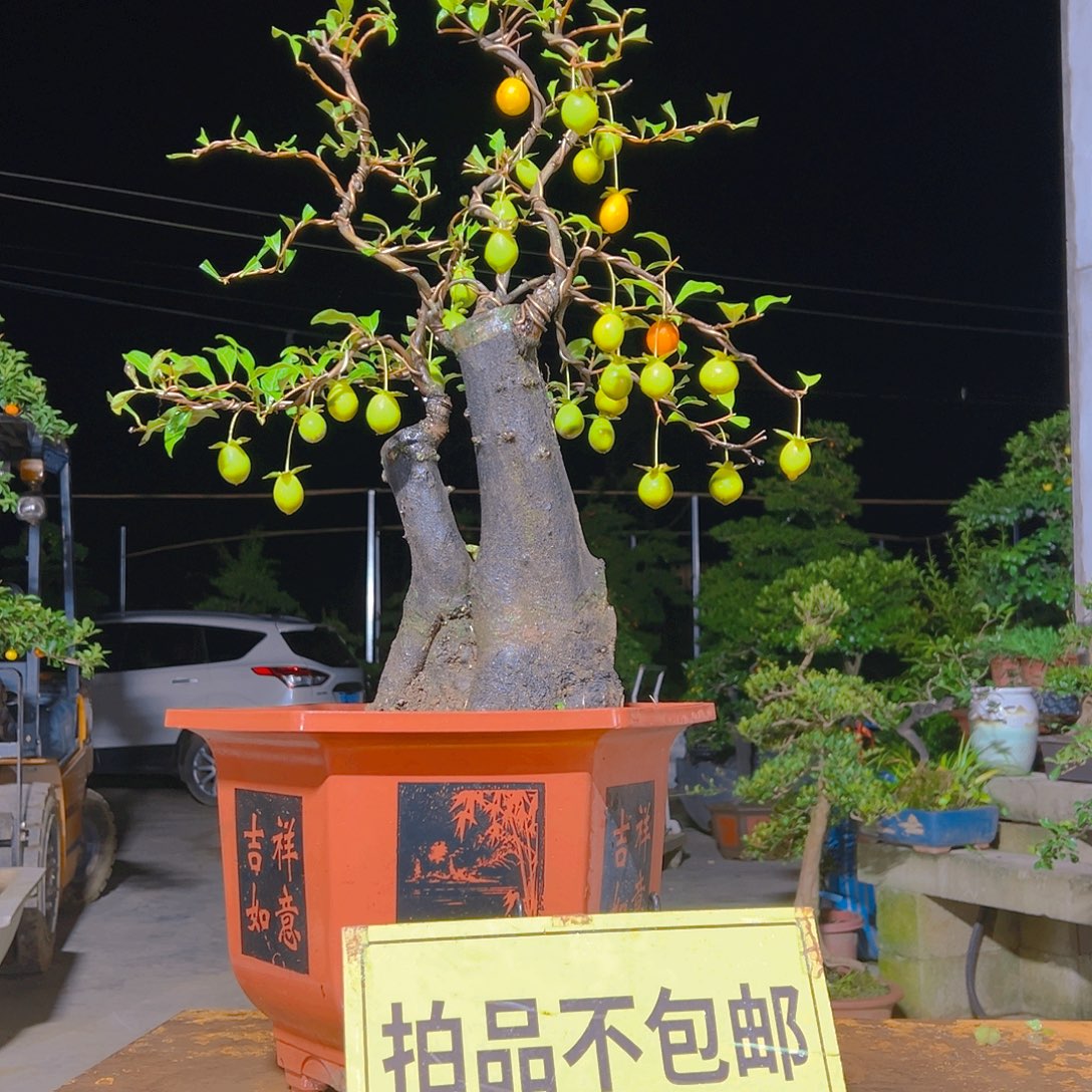 无花朵嫁接金弹子