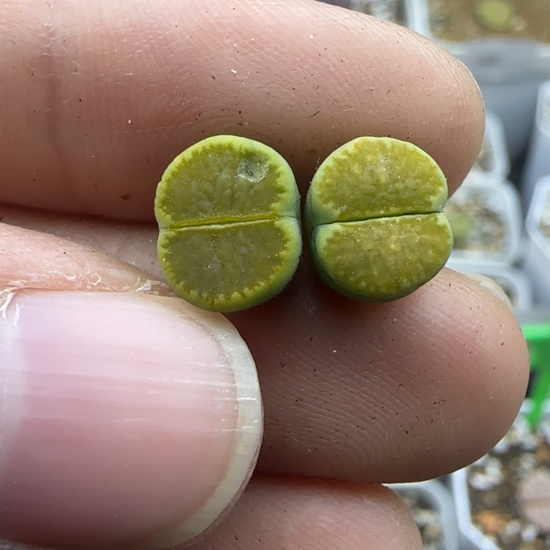 748有疤特清框福利30包邮