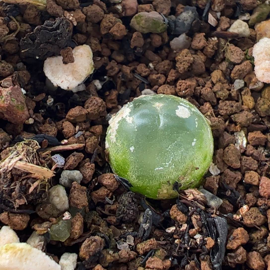 963多肉植物百科