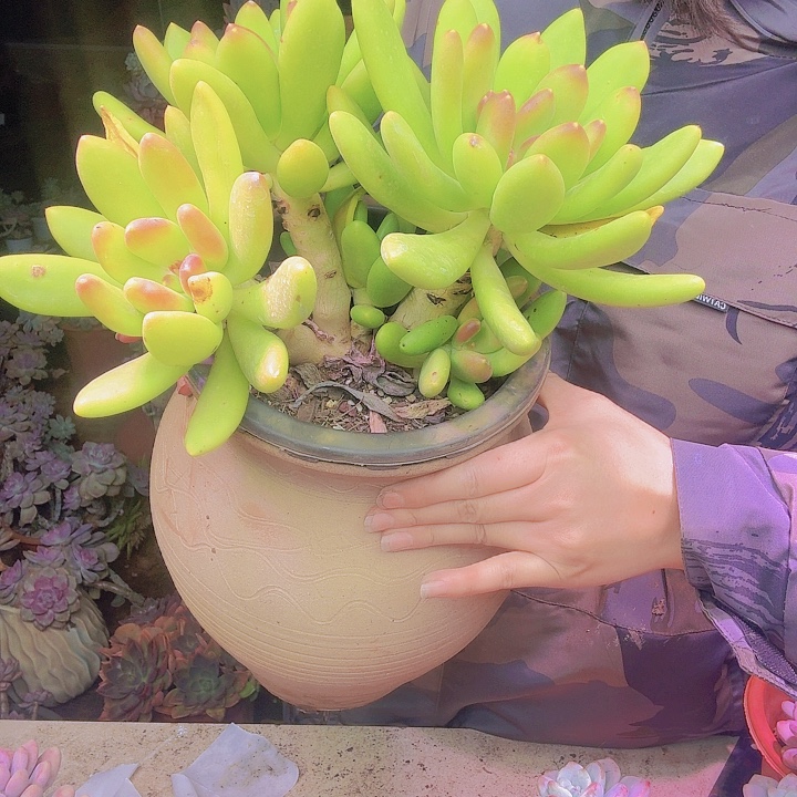 婷***然金蝉多肉植物福利