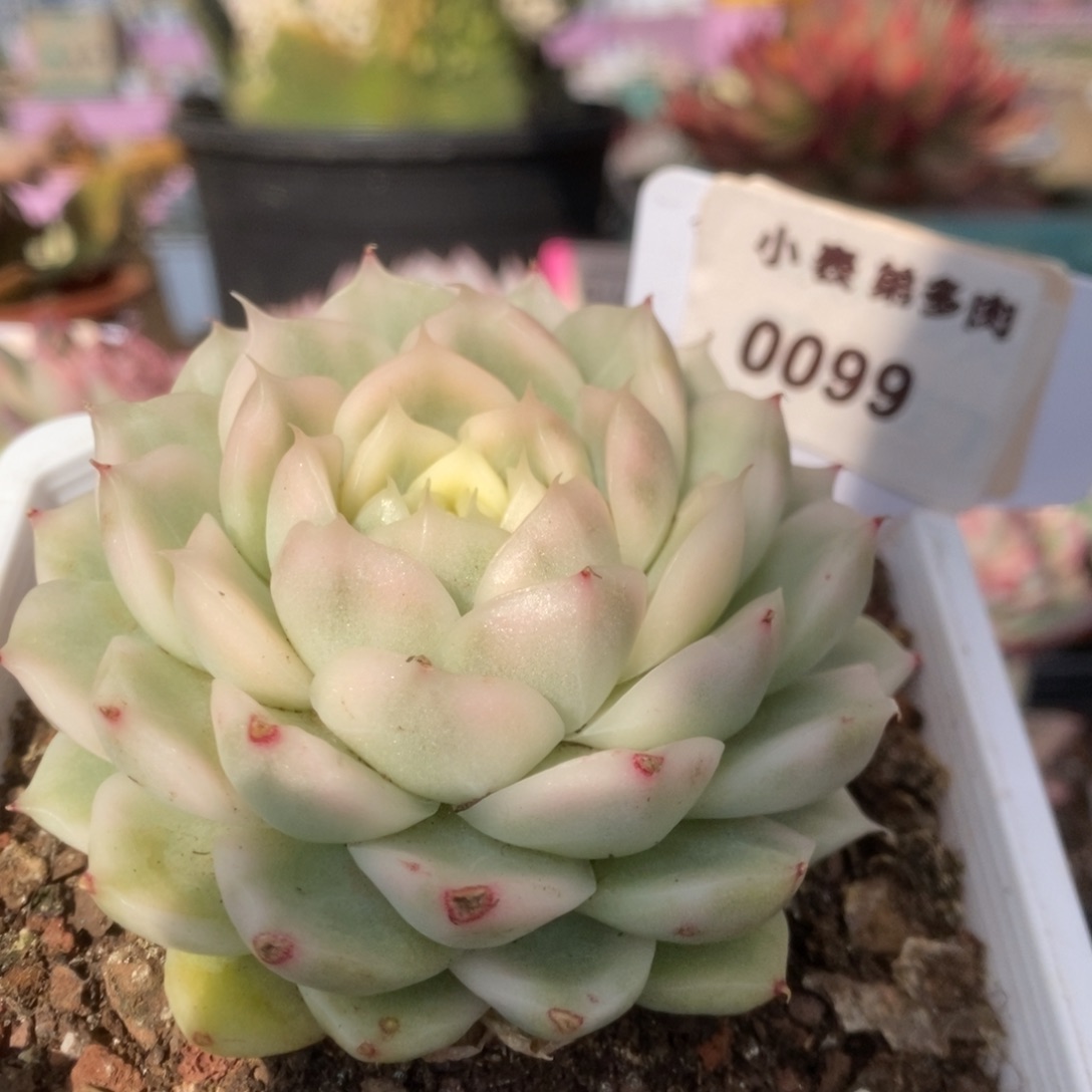 099白瓷麦秆锦锦锦锦