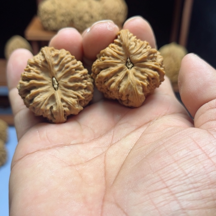 完全开放荷**色南疆石