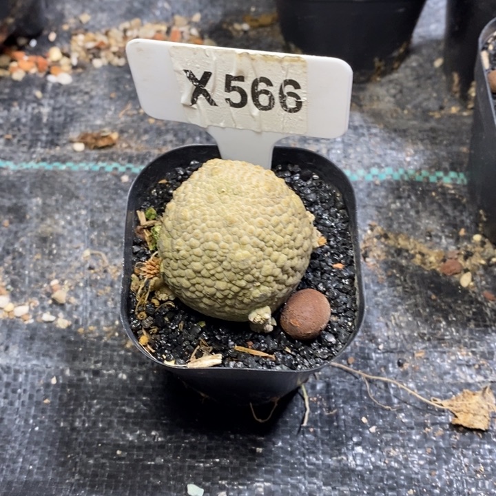 阿*哥福利凝体玉！！！！