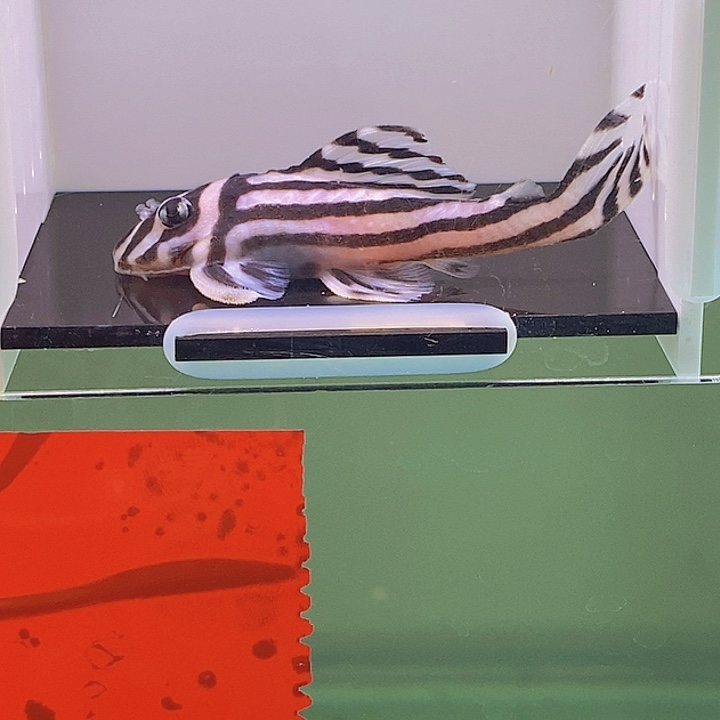 清道夫鱼熊猫母鱼8号