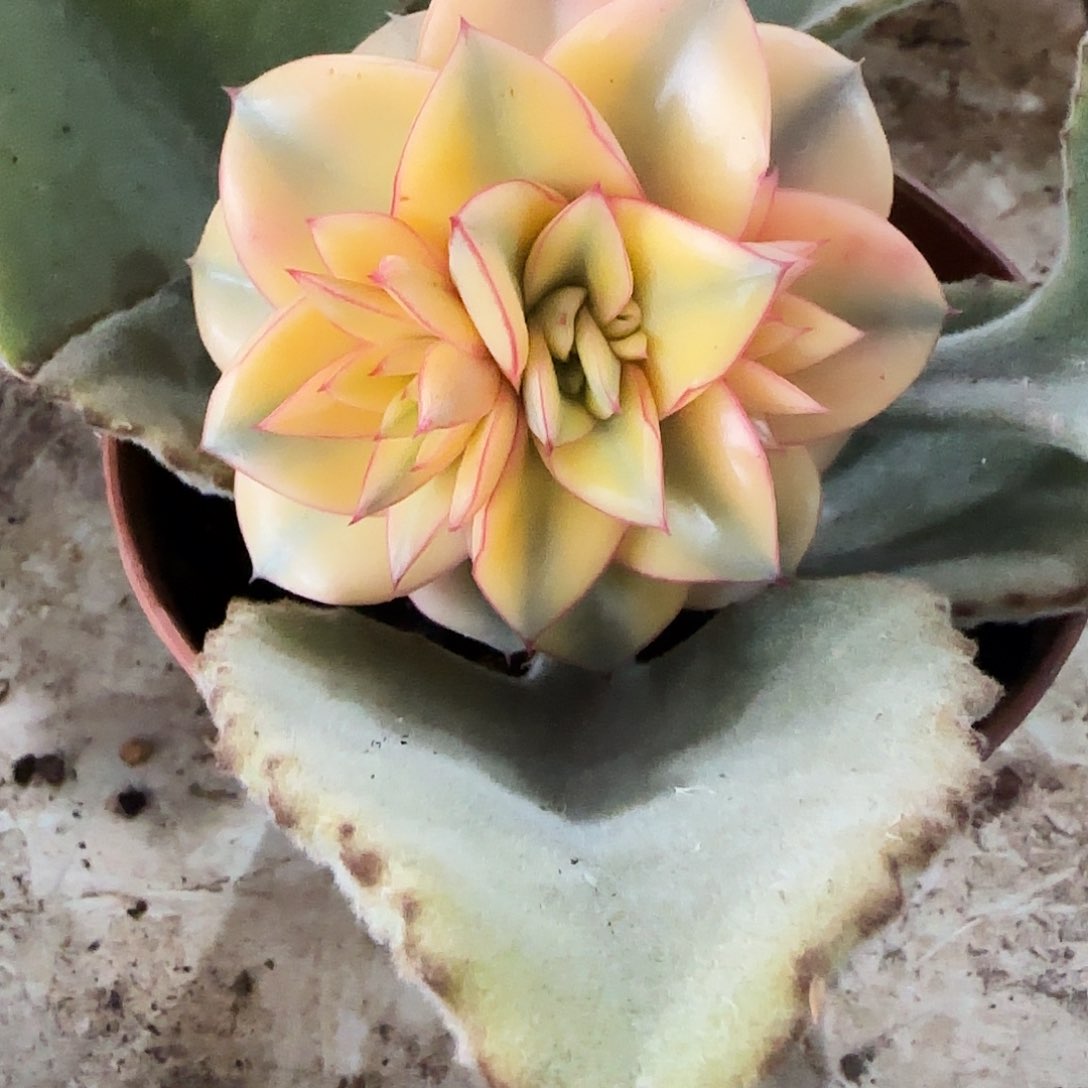 麒麟座锦多肉植物