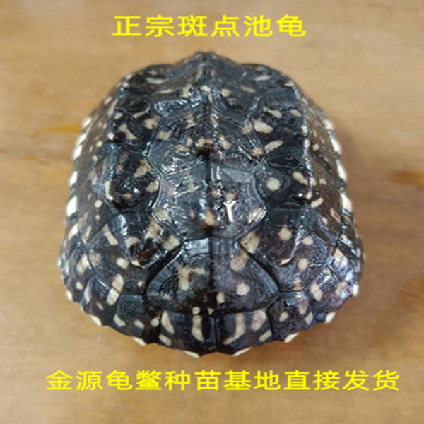 纯种斑点池龟（免费配送龟粮和养殖技术手册）