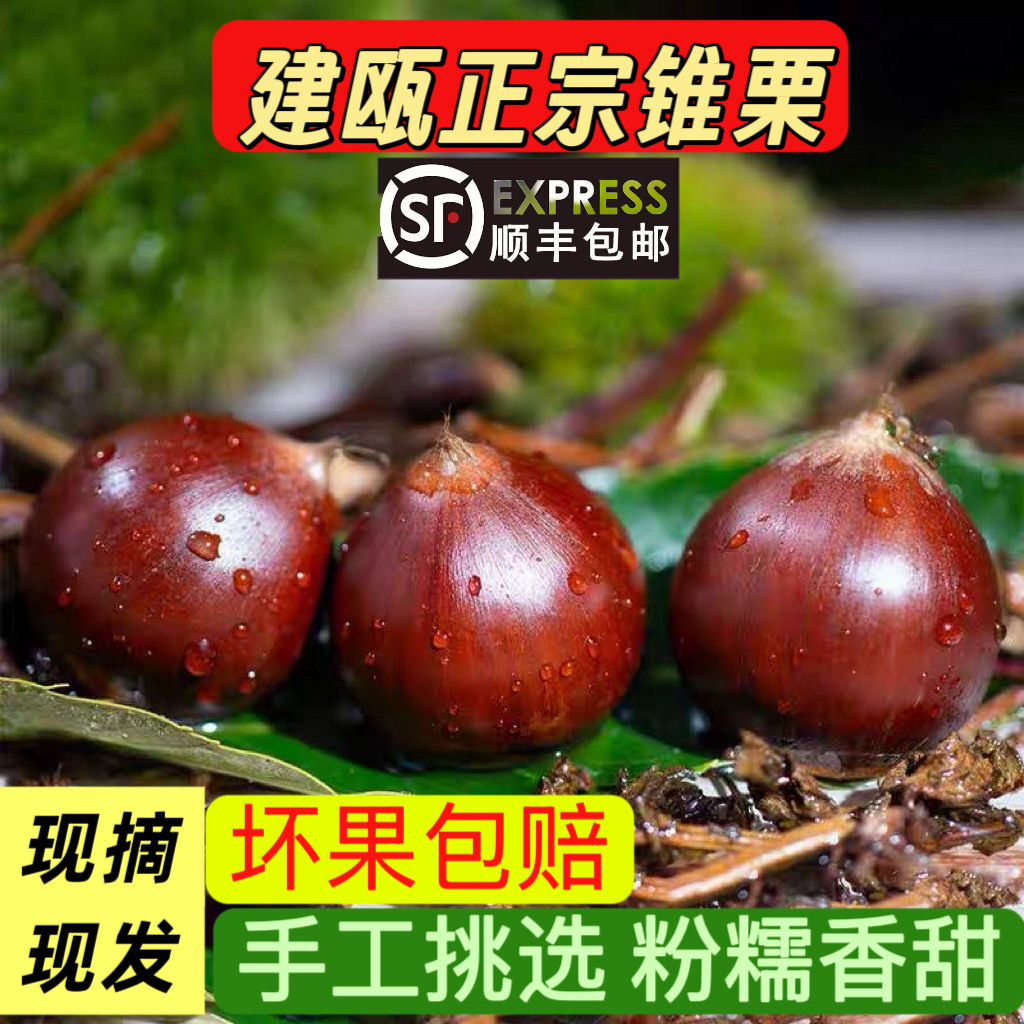 建瓯高山老树新鲜带壳锥栗香甜脆口内皮好剥现摘现发