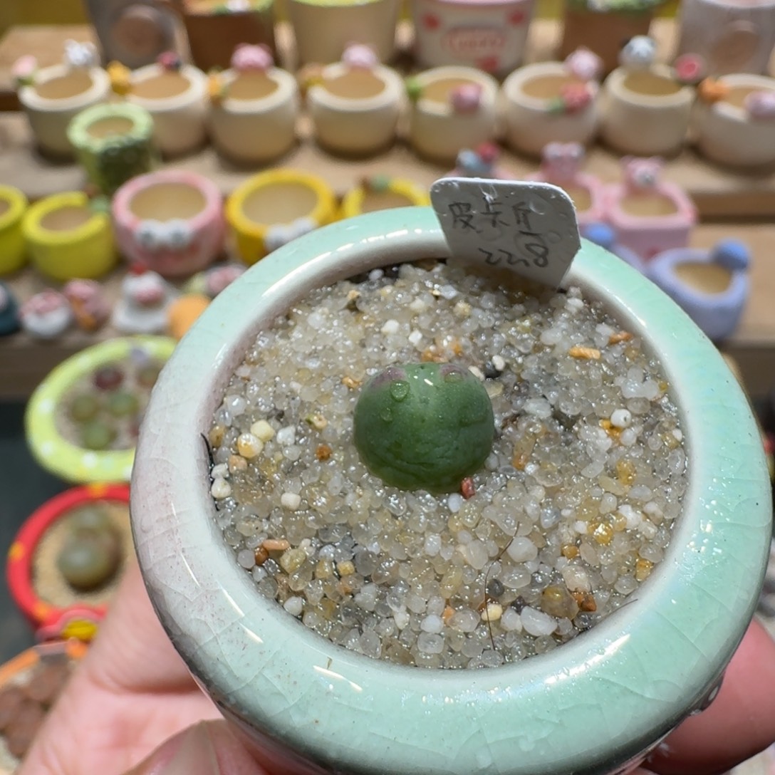 蘑菇1483金皮卡丘多肉植物