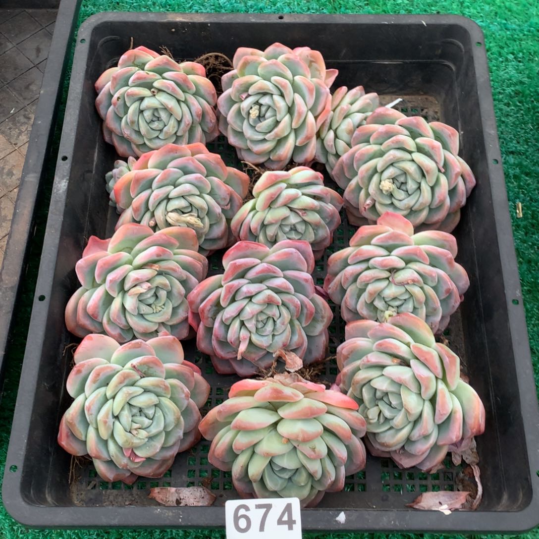 674冰玉多肉植物组合