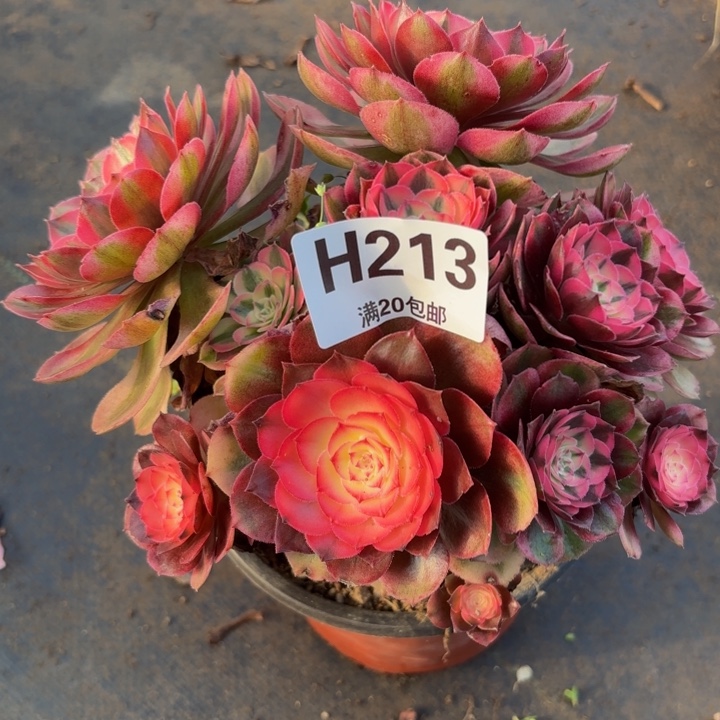 瑞纳多肉园艺，213荔枝