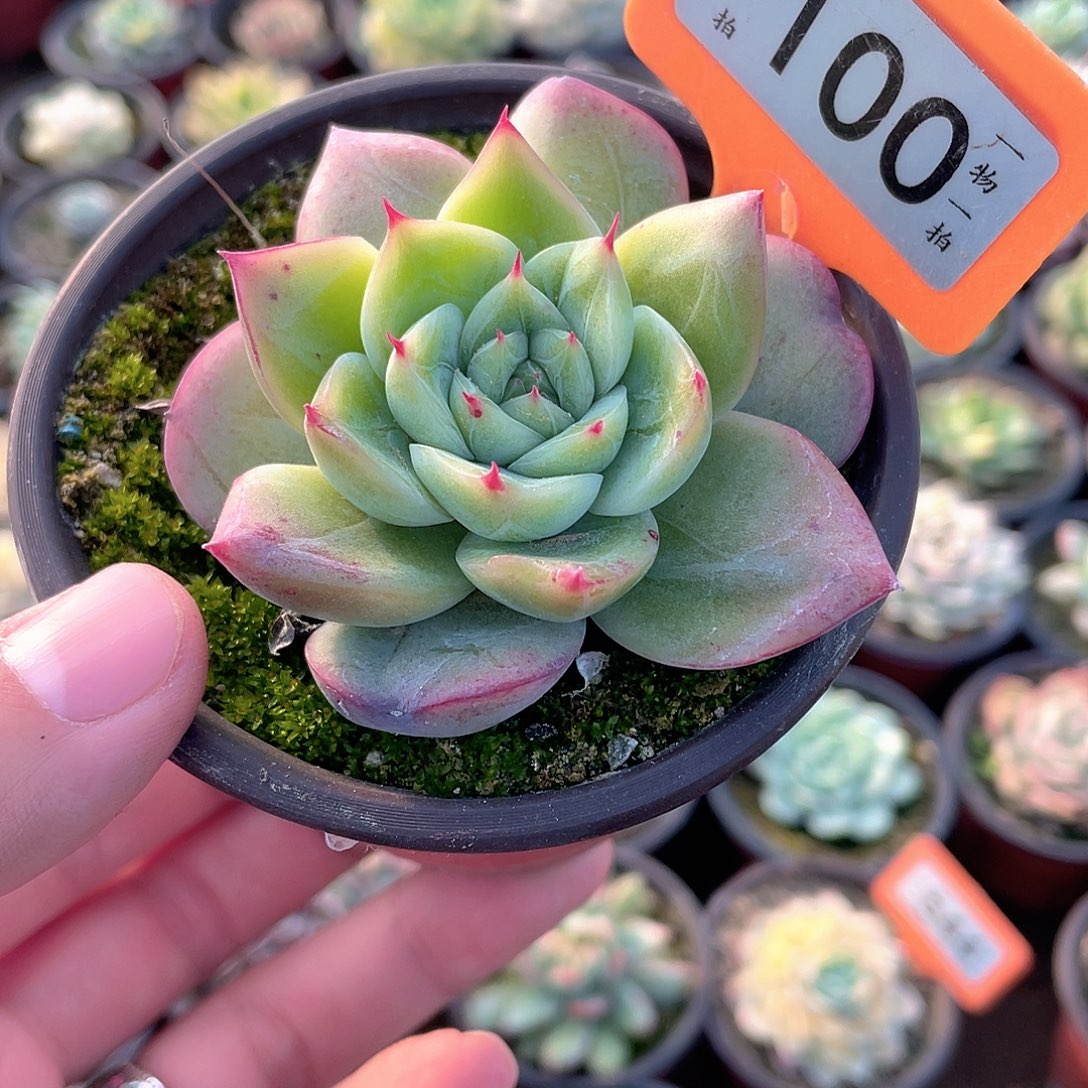 蜜蜡100号多肉植物