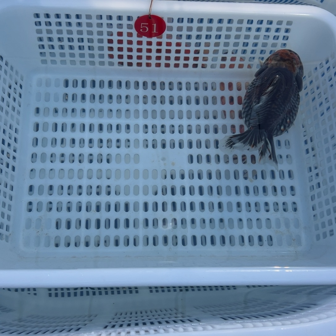 舍***得金鱼你好吗我好想你