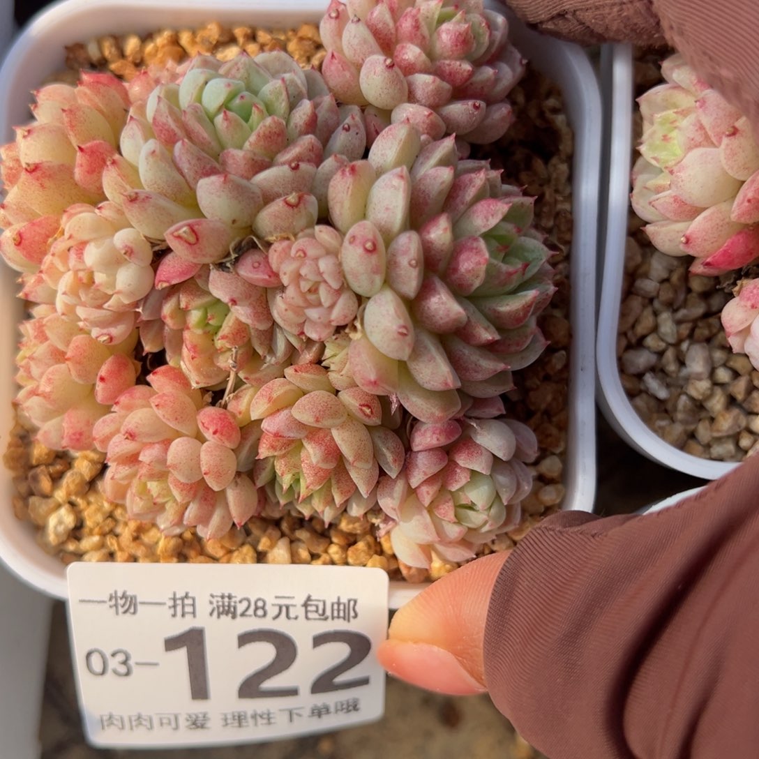 枫*绿心羊脂球多肉多肉多肉多肉多肉