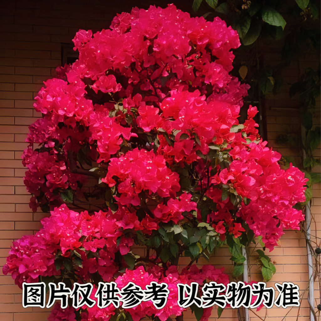 【同安红】正宗三角梅基地直发阳台庭院可飘枝可垂丝可爬藤带花发货