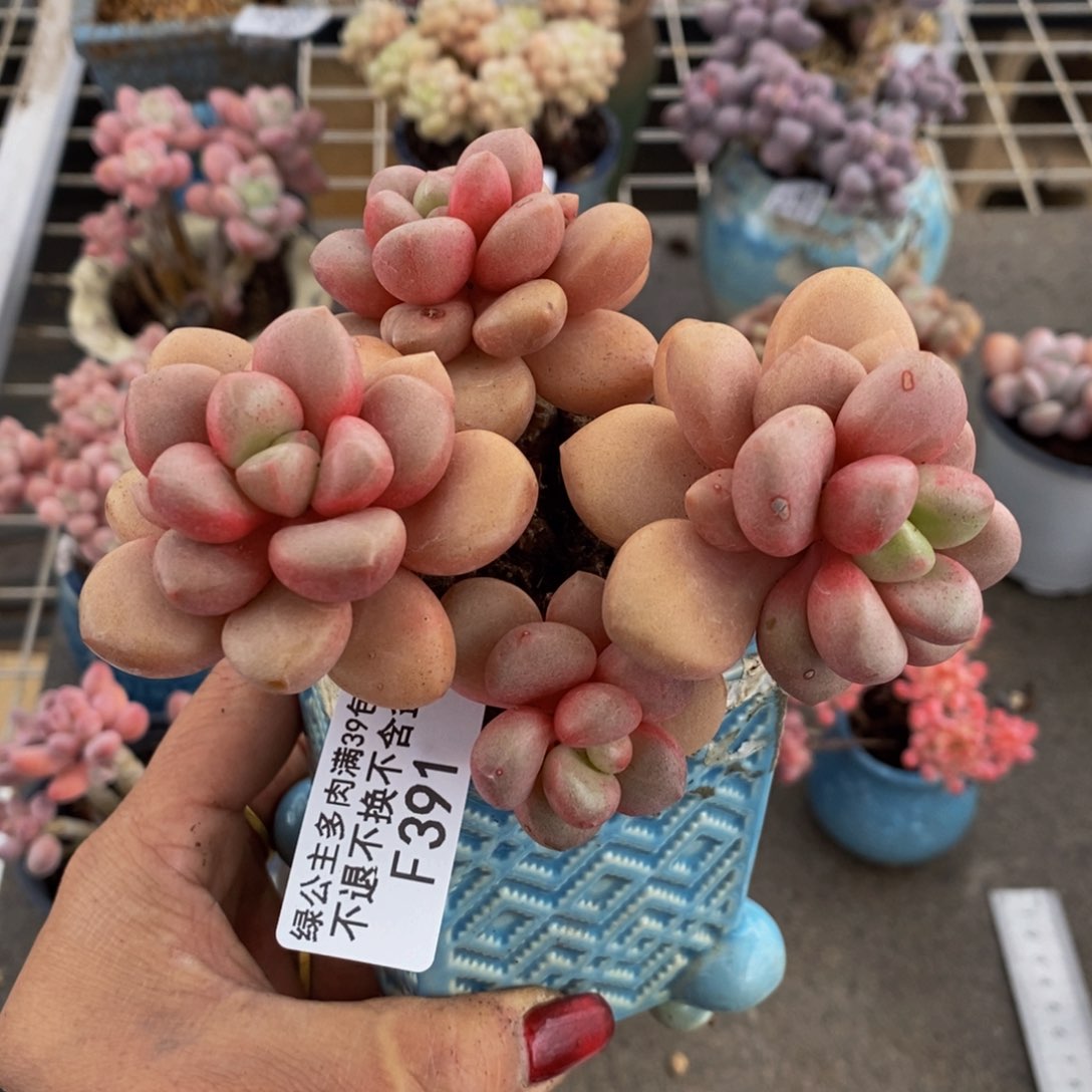 先锋派391/10cm多肉