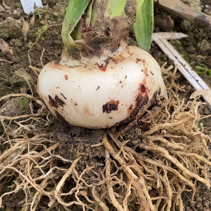 峡***个当前无花栽培后可以开花选美皇后