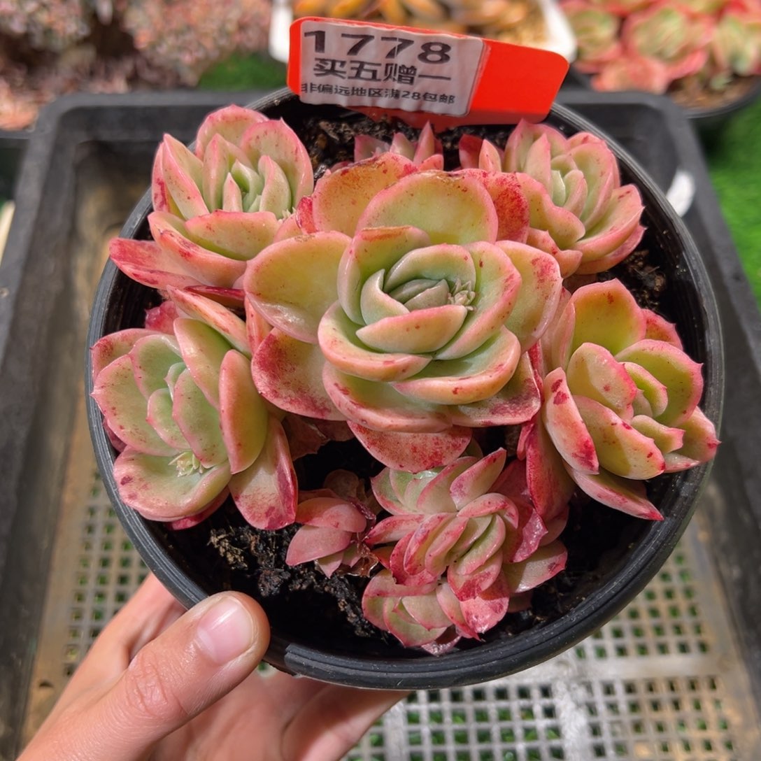 表妹精品多肉1778.