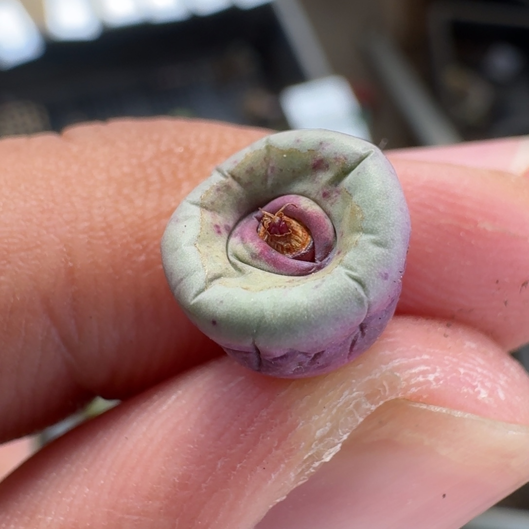 煎***啦云缦精品番杏6.22  SSG0094