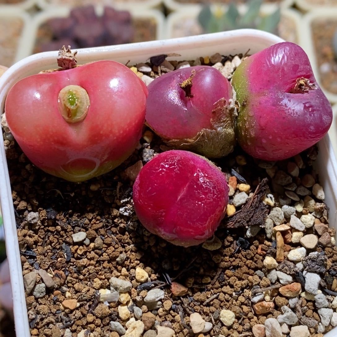 一盆车厘子毛福利一盆车厘子毛福利