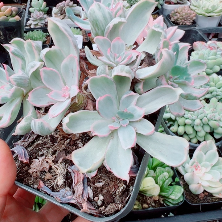 伯克利锦多肉植物454