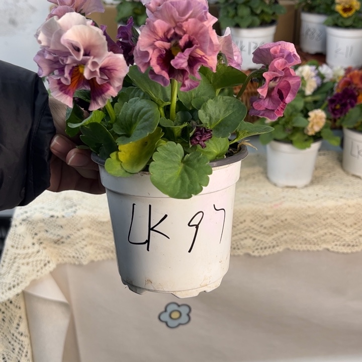 大部分花苞少量开放Lk97