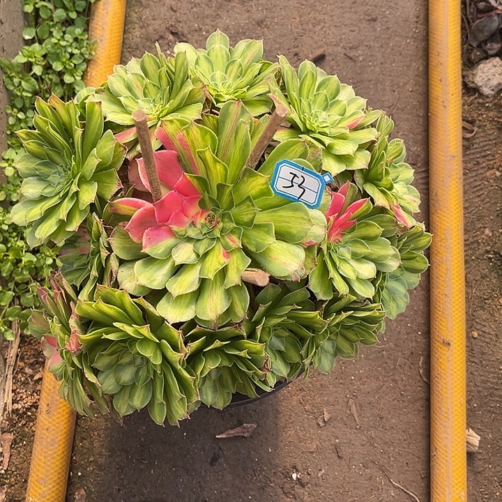 53知否法师手捧多肉