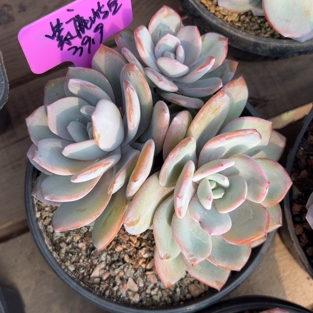 紫****奶茶11111111111111