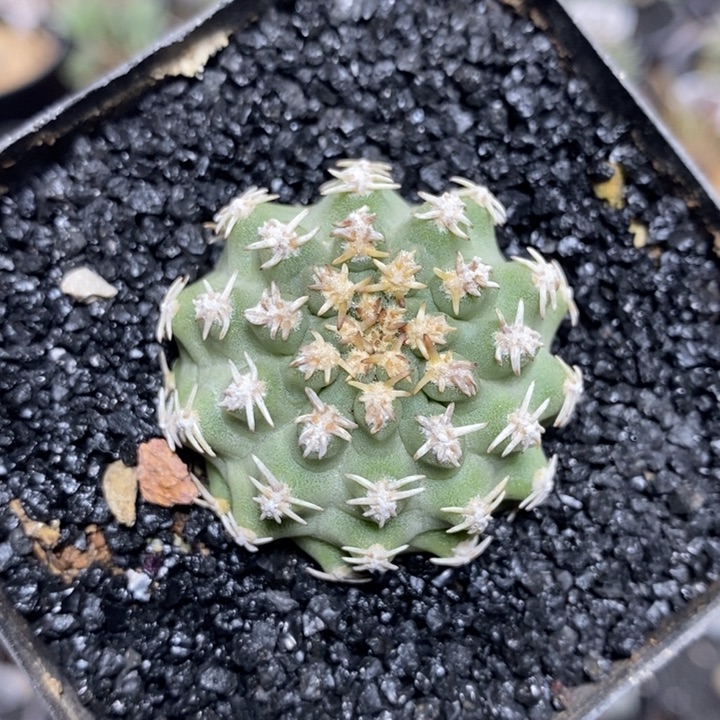 实生七巧柱4号3.7cm