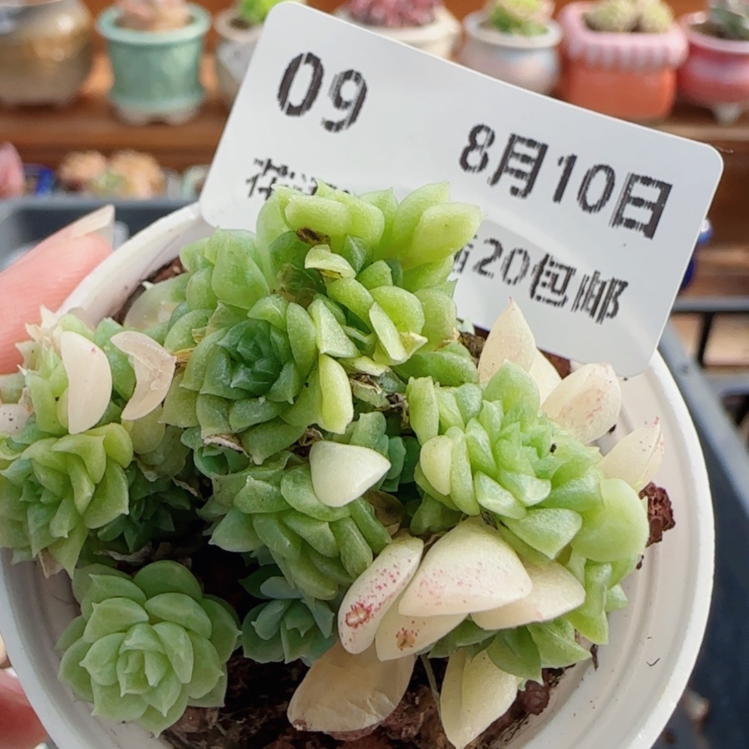 花语逸镜0810-09散